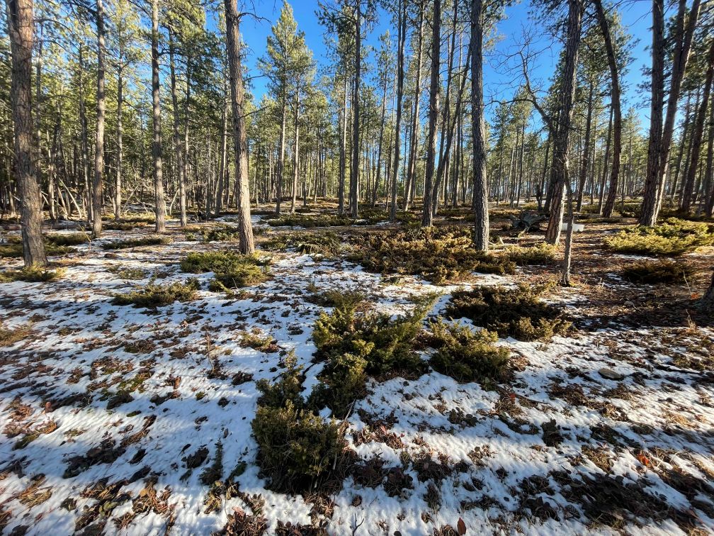 1.07 Wooded Acres in Sturgis, South Dakota Wilco Land