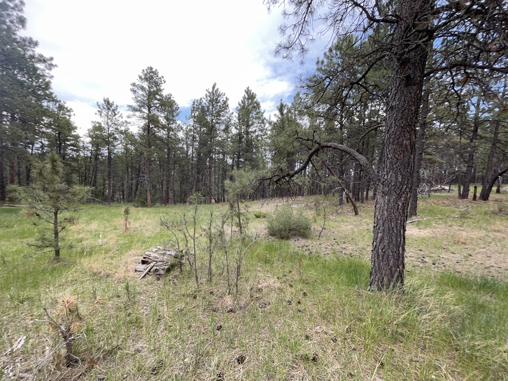 SOLD 22 Wooded Acres in Hot Springs, South Dakota Wilco Land