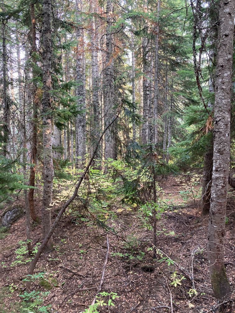 SOLD – Unique Camping/Rec Lot in Stevens Pass, Washington - Wilco Land