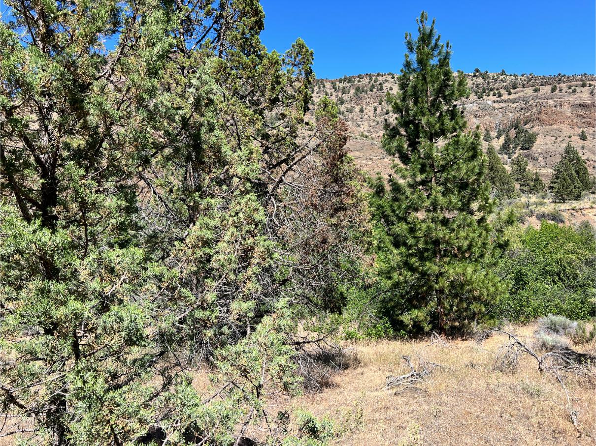 SOLD - 38 acre John Day River in Oregon! - Wilco Land