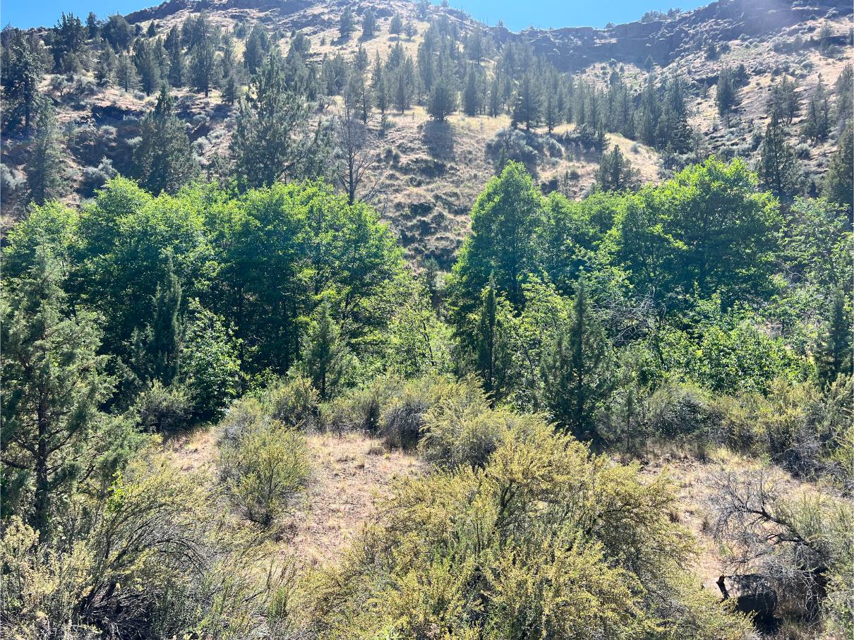 SOLD - 38 acre John Day River in Oregon! - Wilco Land