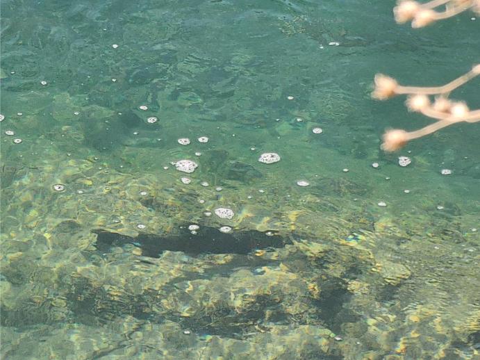 along the way 1 fish