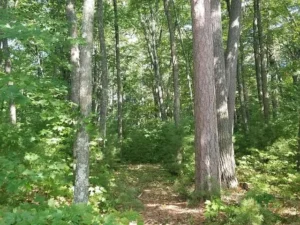 c87bf37fdf0379ef1cf6759bc6980280-uncropped_scaled_within_1536_1152