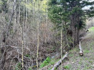 IMG_1447