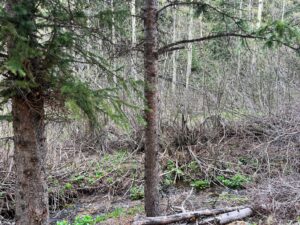 IMG_1452