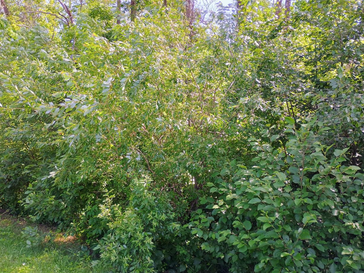 IMG_20250704_104307811_HDR_AE