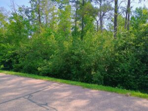 IMG_20250704_104346728_HDR_AE