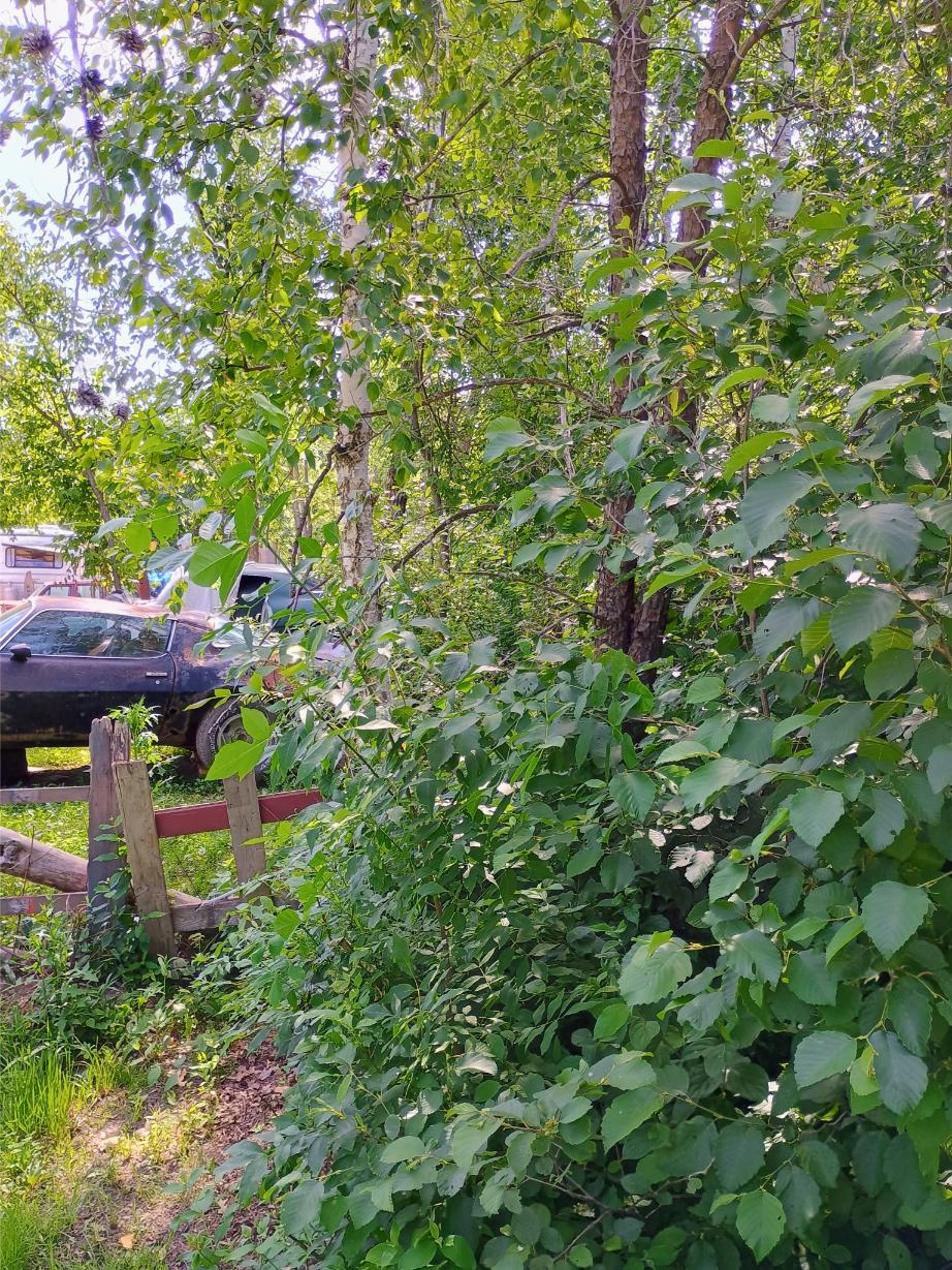 IMG_20250704_104457657_HDR_AE