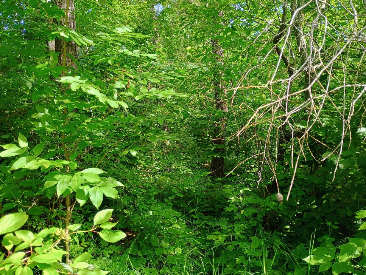 IMG_20250704_104618390_HDR_AE