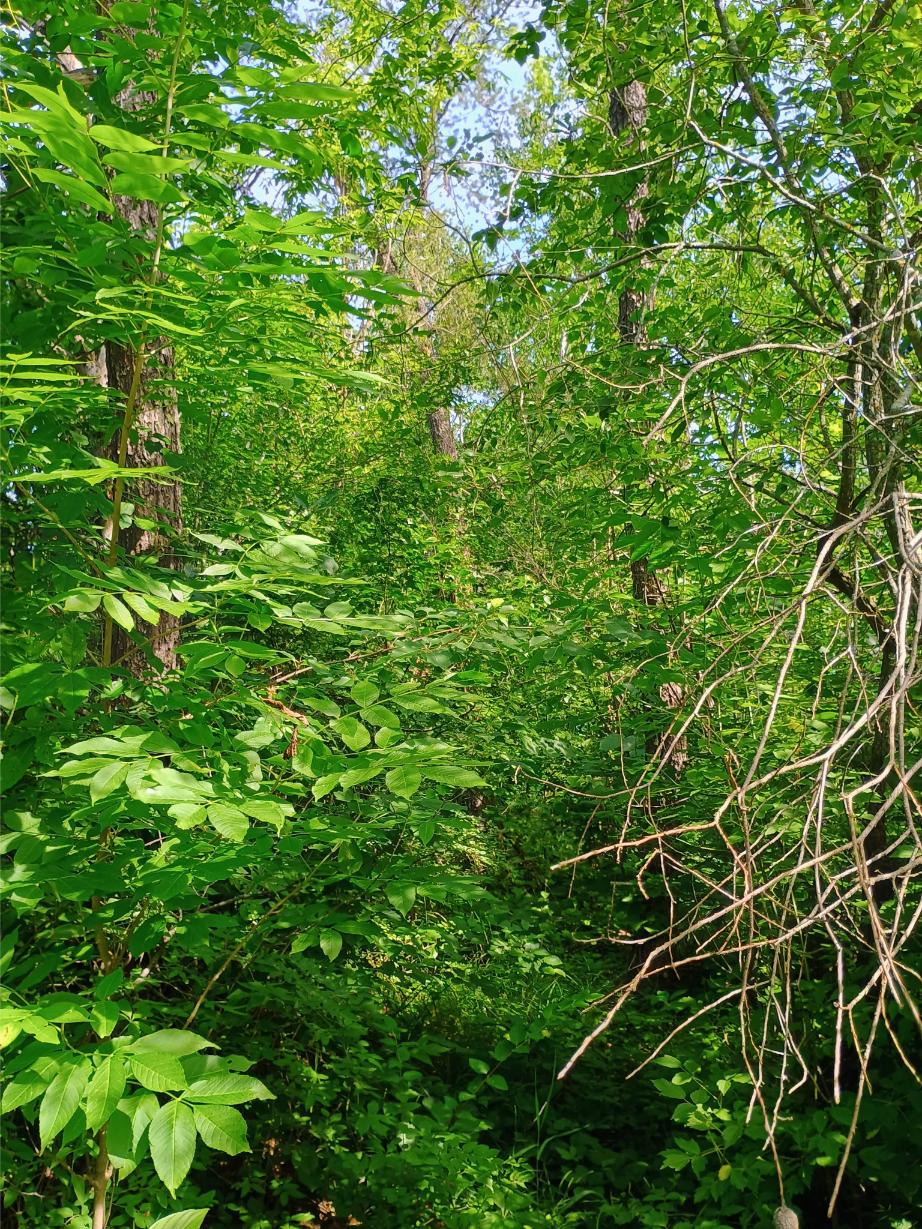 IMG_20250704_104623596_HDR_AE