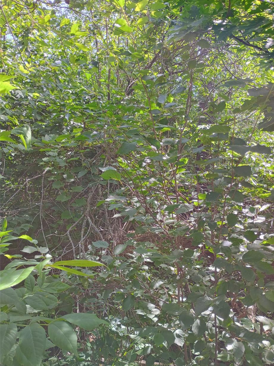 IMG_20250704_104629219_HDR_AE