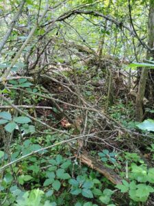 IMG_20250704_104706922_HDR_AE