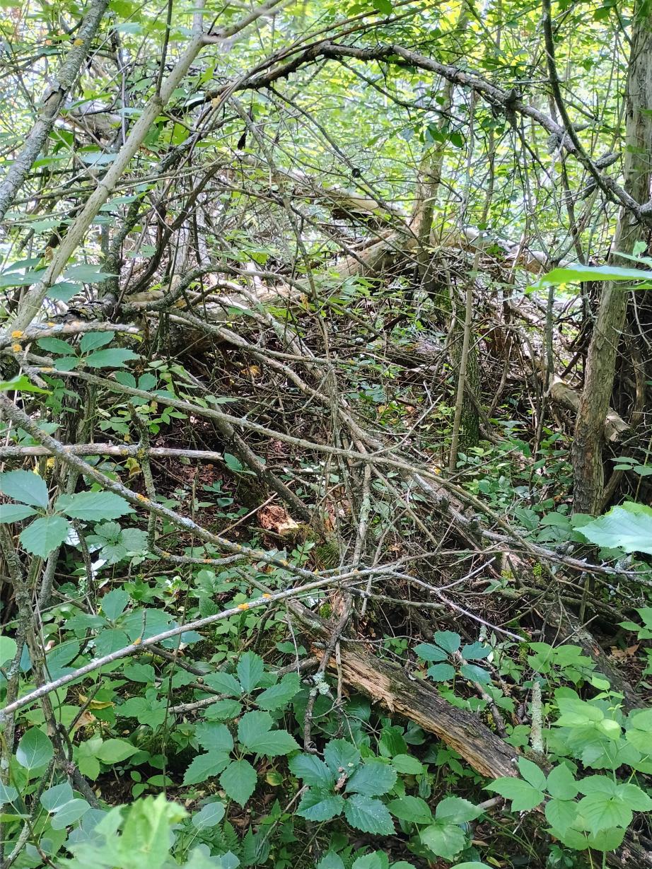 IMG_20250704_104706922_HDR_AE