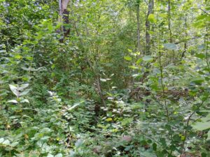 IMG_20250704_104714194_HDR_AE