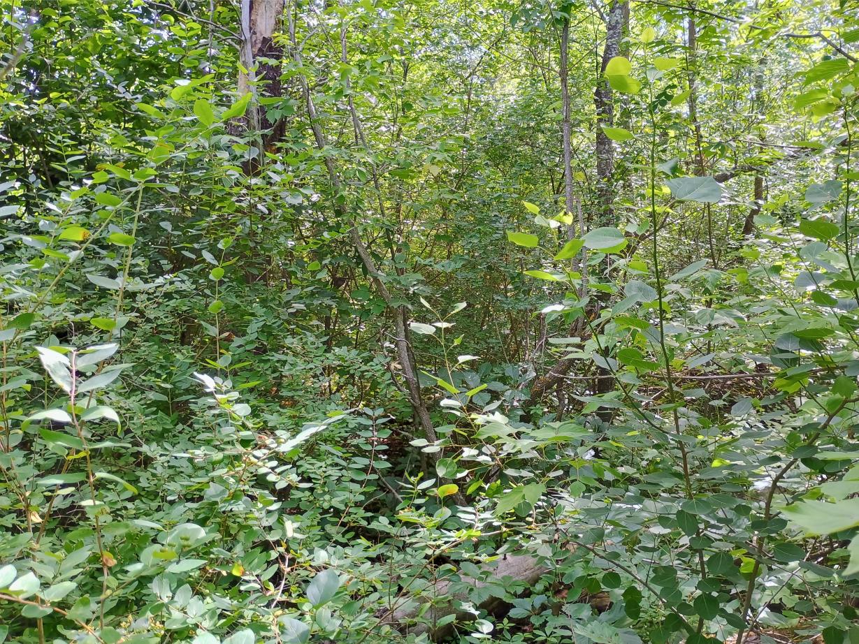 IMG_20250704_104714194_HDR_AE