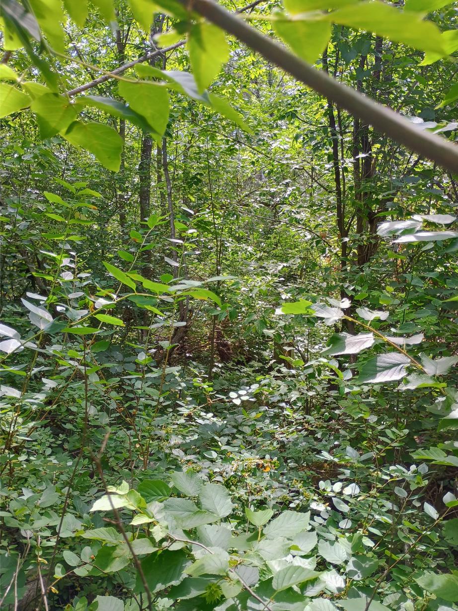 IMG_20250704_104728387_HDR_AE