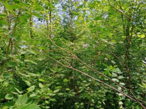 IMG_20250704_104735063_HDR_AE