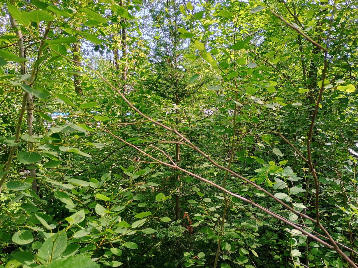 IMG_20250704_104735063_HDR_AE