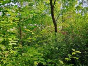 IMG_20250704_104923570_HDR_AE