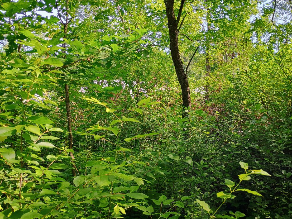 IMG_20250704_104923570_HDR_AE