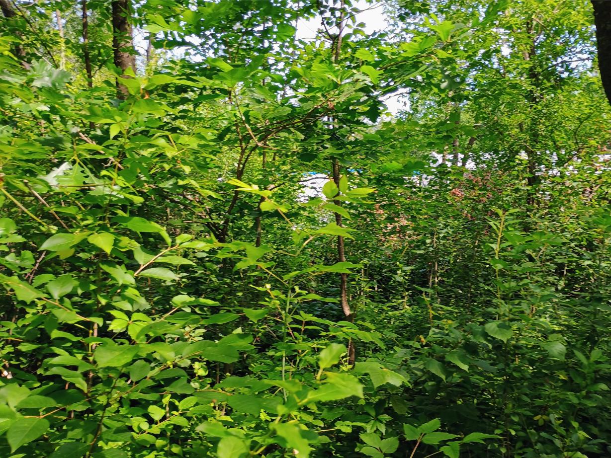 IMG_20250704_104931099_HDR_AE