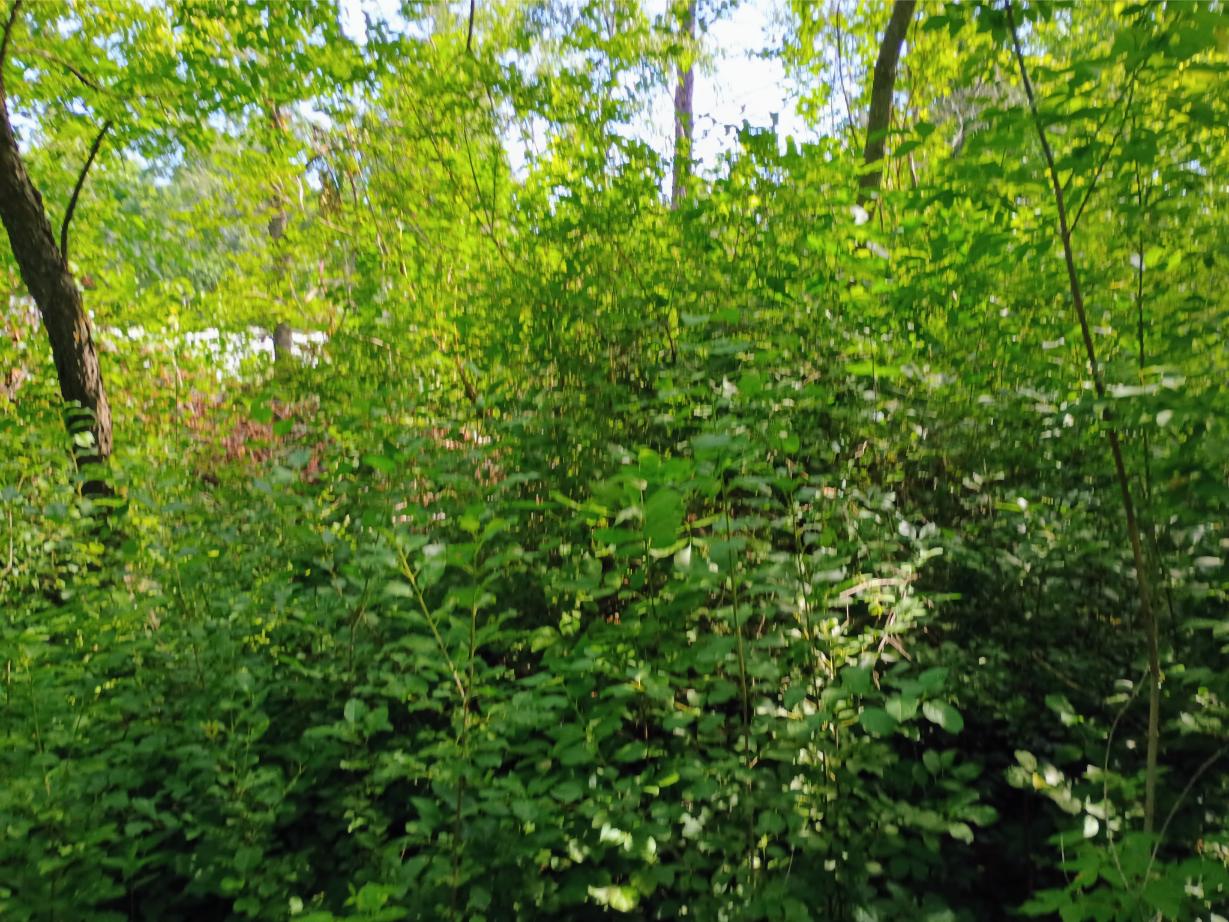 IMG_20250704_104933765_HDR_AE