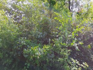 IMG_20250704_110758495_HDR_AE