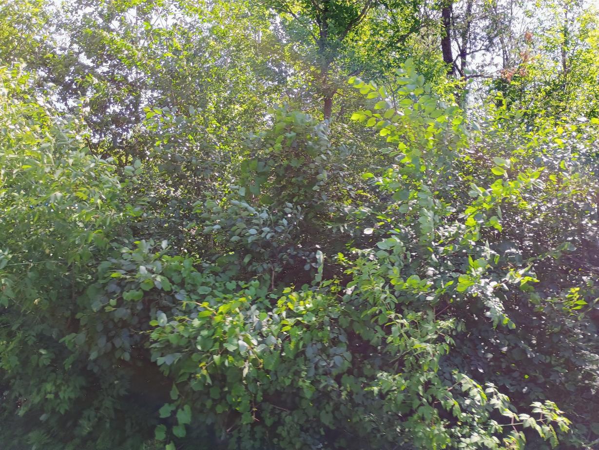 IMG_20250704_110758495_HDR_AE