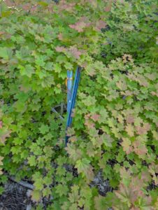 PXL_20250724_195853266.MP