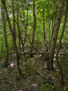 PXL_20250724_200313951