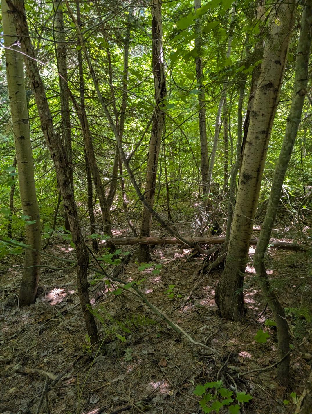 PXL_20250724_200313951