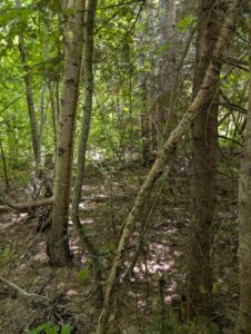 PXL_20250724_200314835