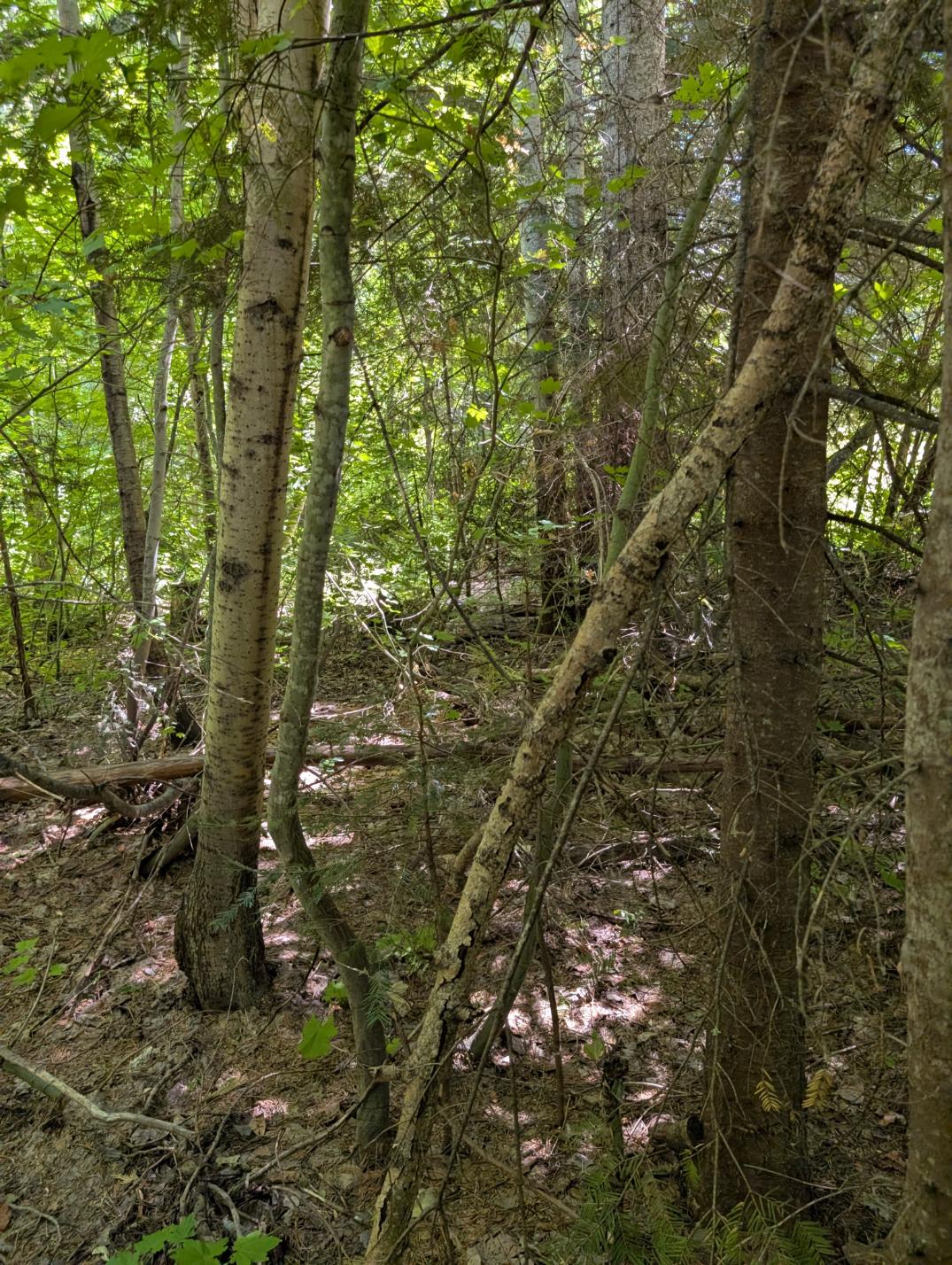 PXL_20250724_200314835