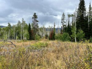 IMG_8780