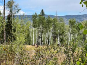 IMG_8801