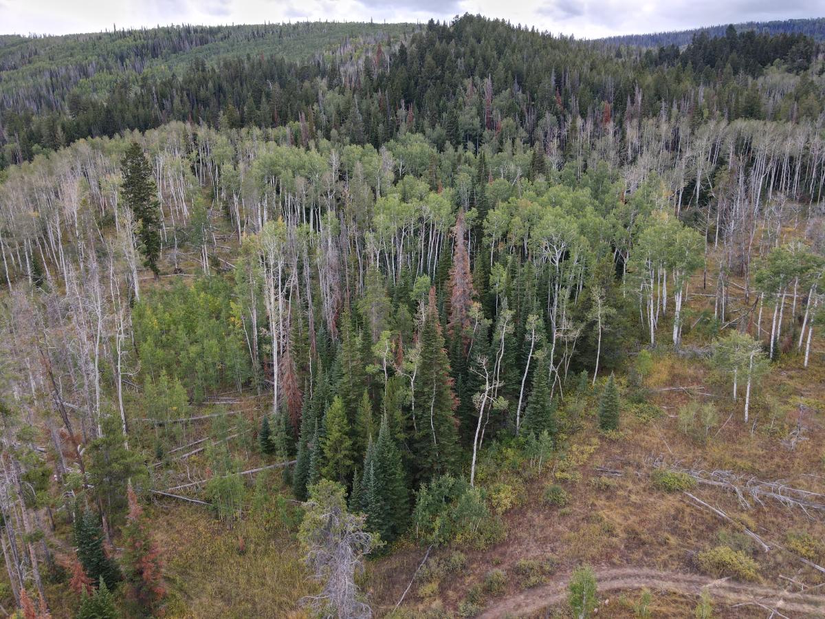 dji_fly_20220920_131900_986_1663701551098_photo