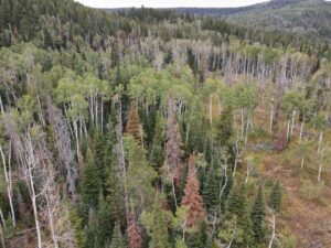 dji_fly_20220920_133558_16_1663702574528_photo