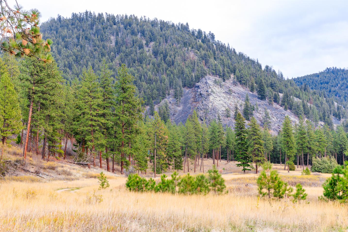 WIlco Missoula Sautbine-02