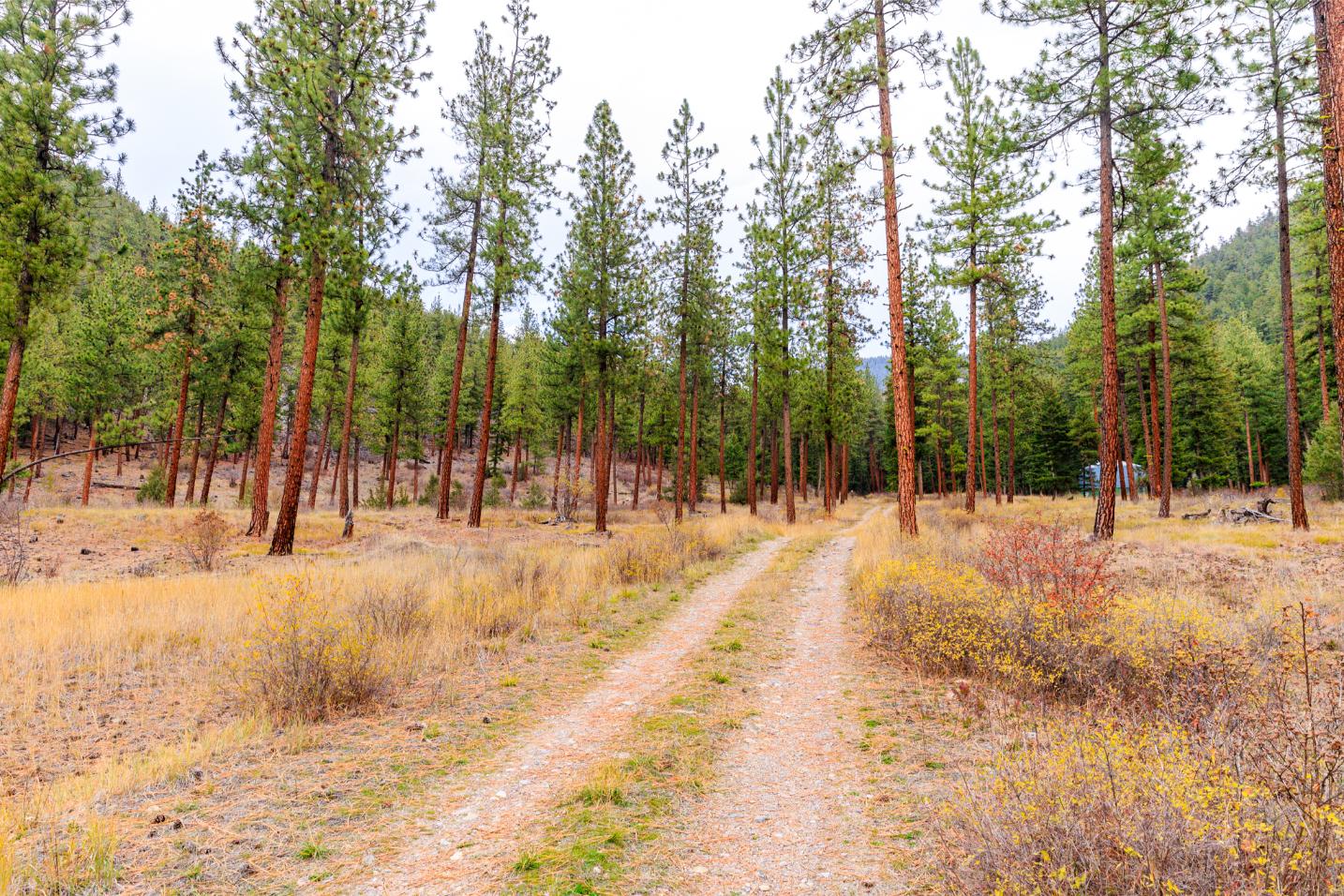 WIlco Missoula Sautbine-07