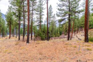 WIlco Missoula Sautbine-09