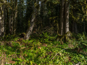 DJI_0572 (1)