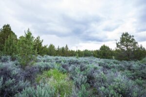 Eagle Lake 13