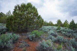 Eagle Lake 15