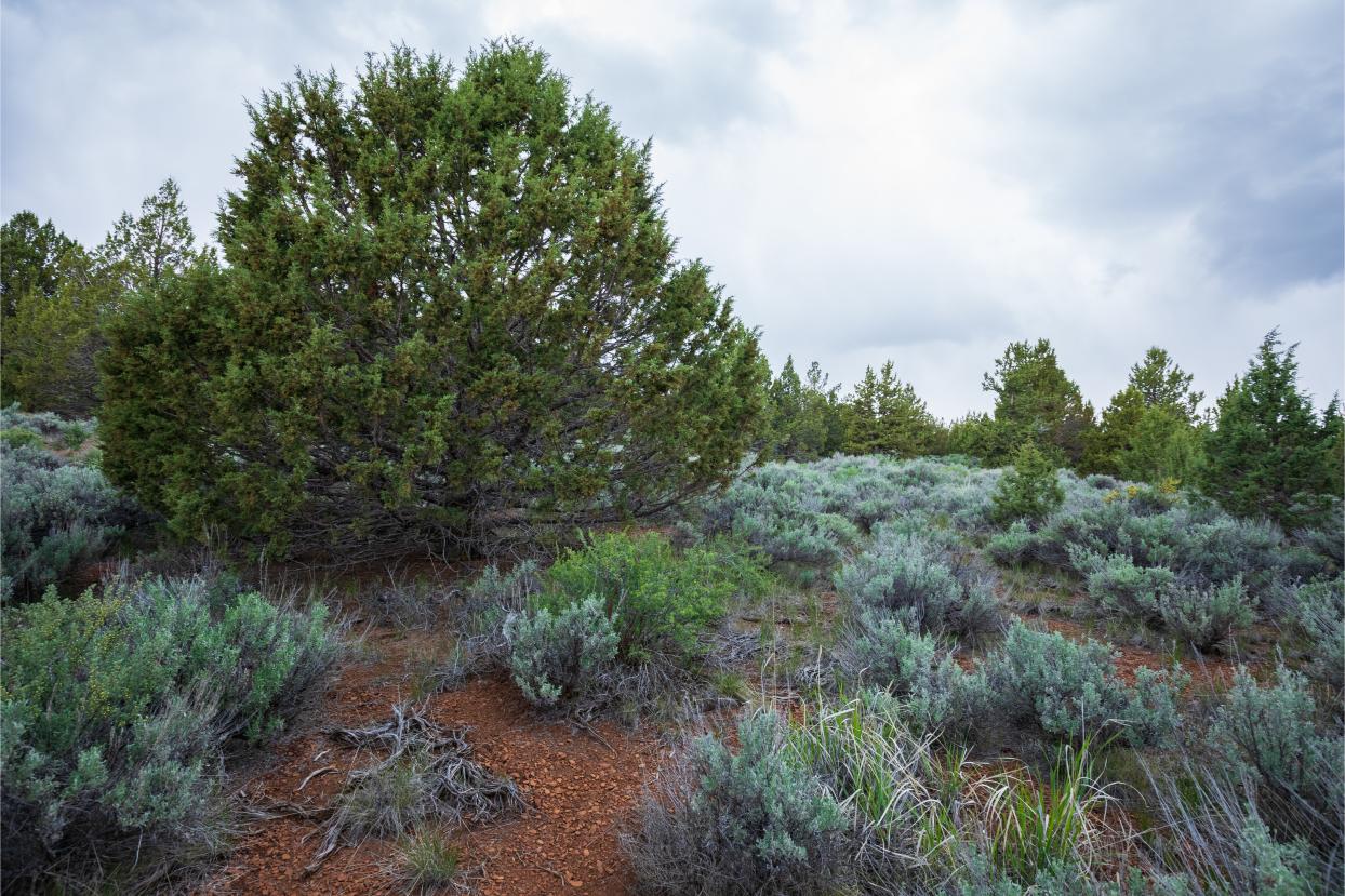 Eagle Lake 15
