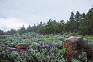 Eagle Lake 29