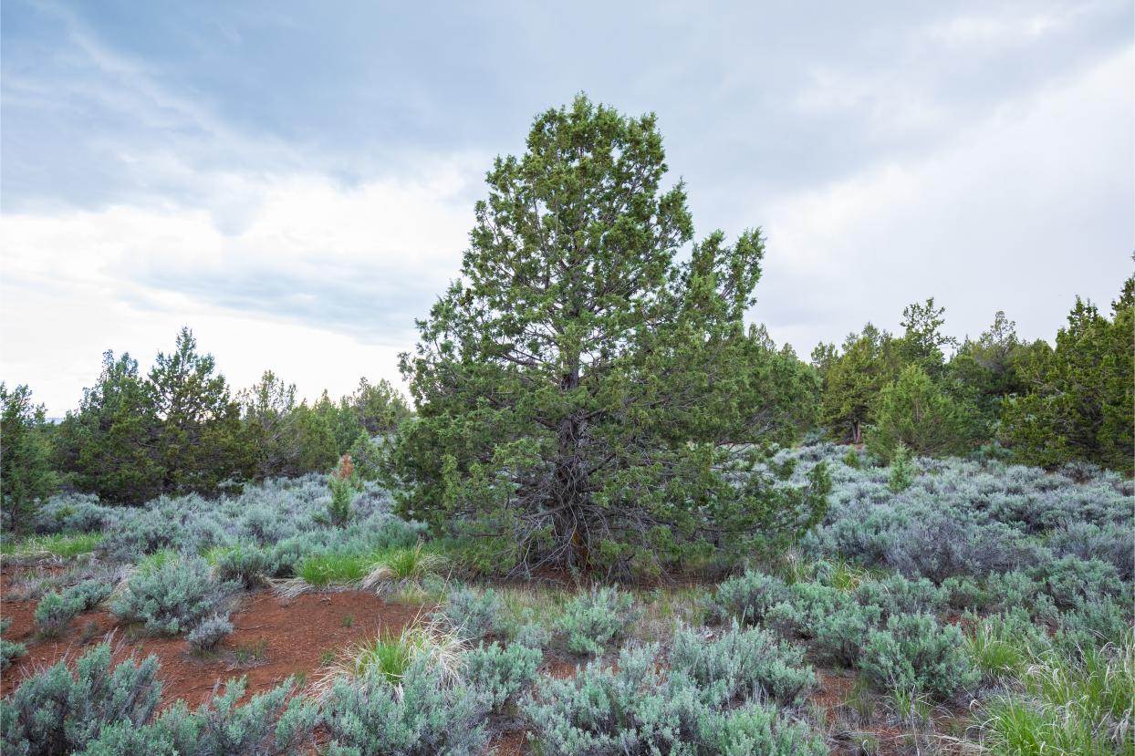 Eagle Lake 3