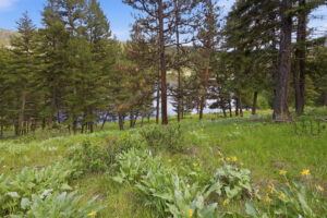 10-web-or-mls-leah-whitney_010
