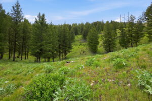 22-web-or-mls-leah-whitney_022