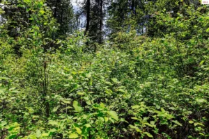 28fc6cd75298fccd4b024979662f349a-uncropped_scaled_within_1536_1152