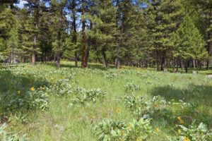 6-web-or-mls-leah-whitney_006 (1)